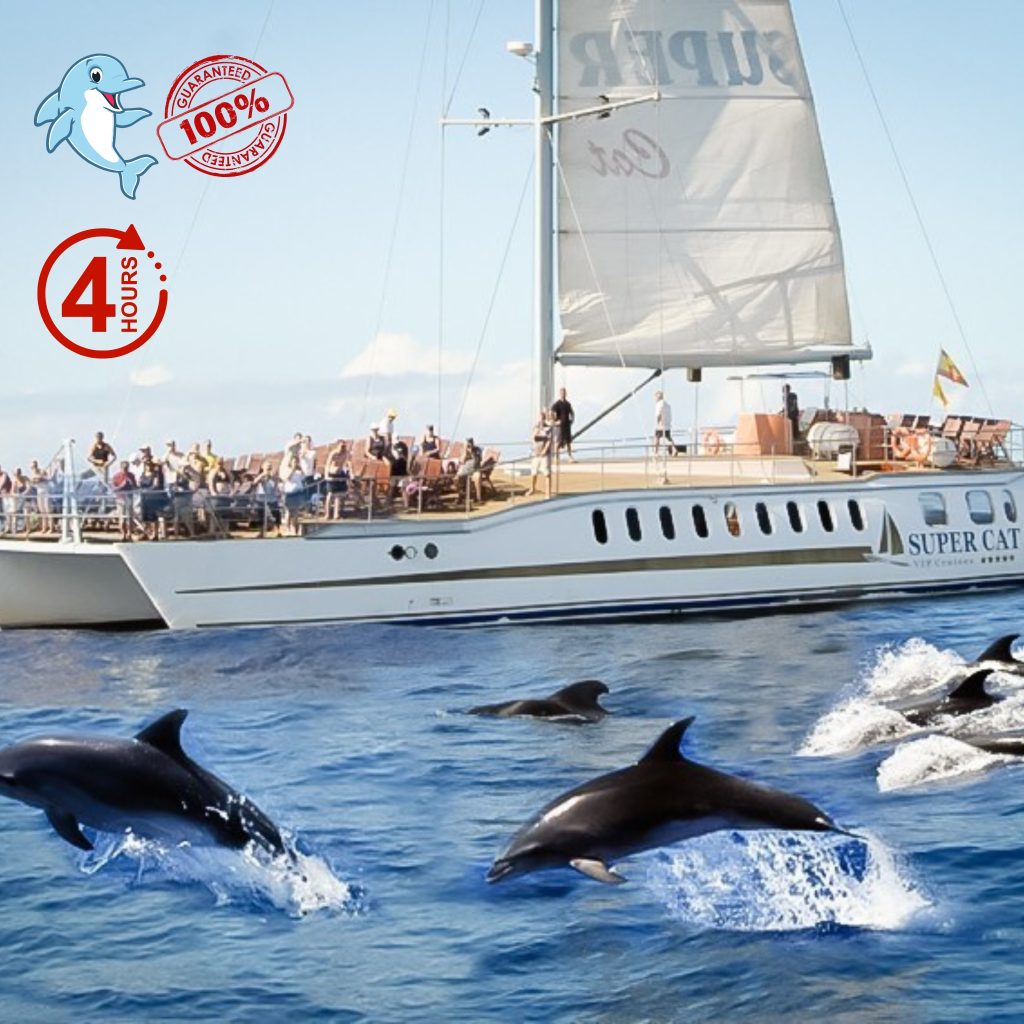 supercat boat trip gran canaria dolphin search