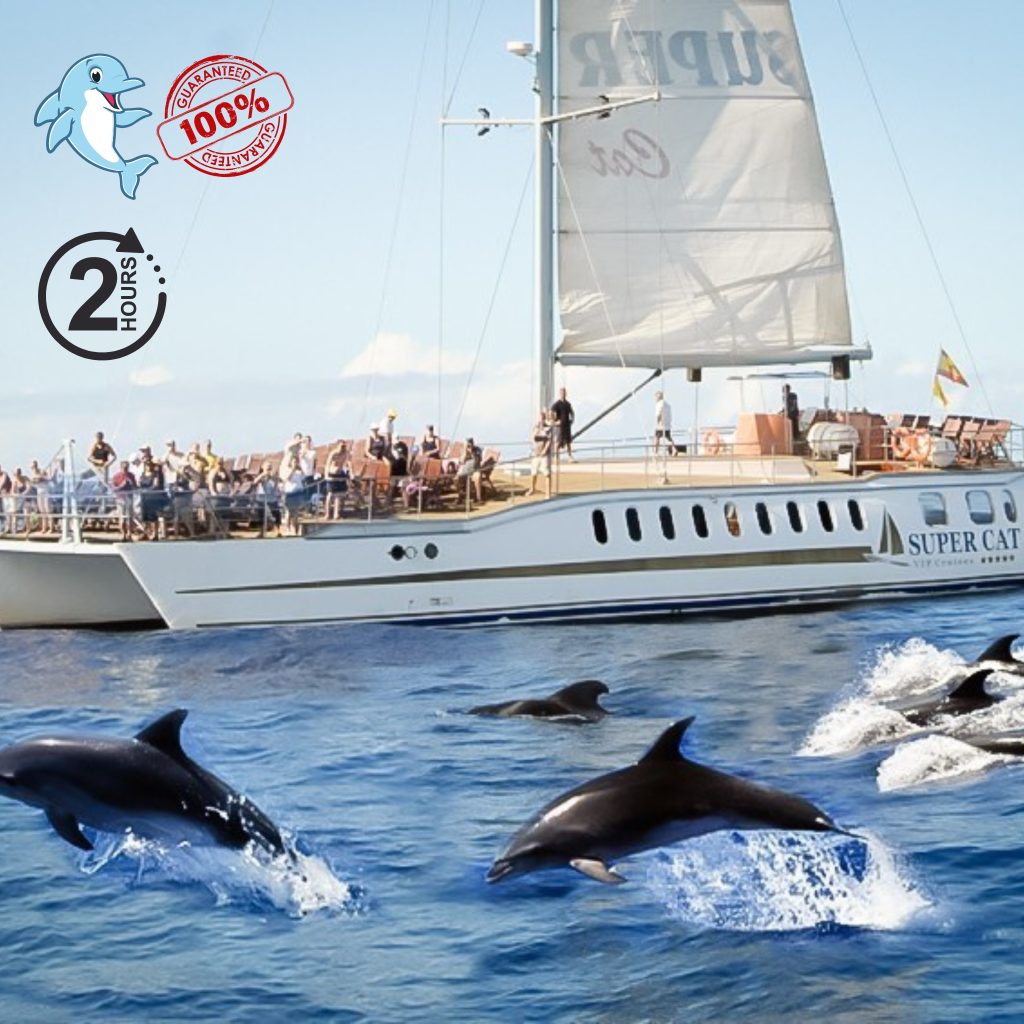 dolphin see boat trip gran canaria 2 hours