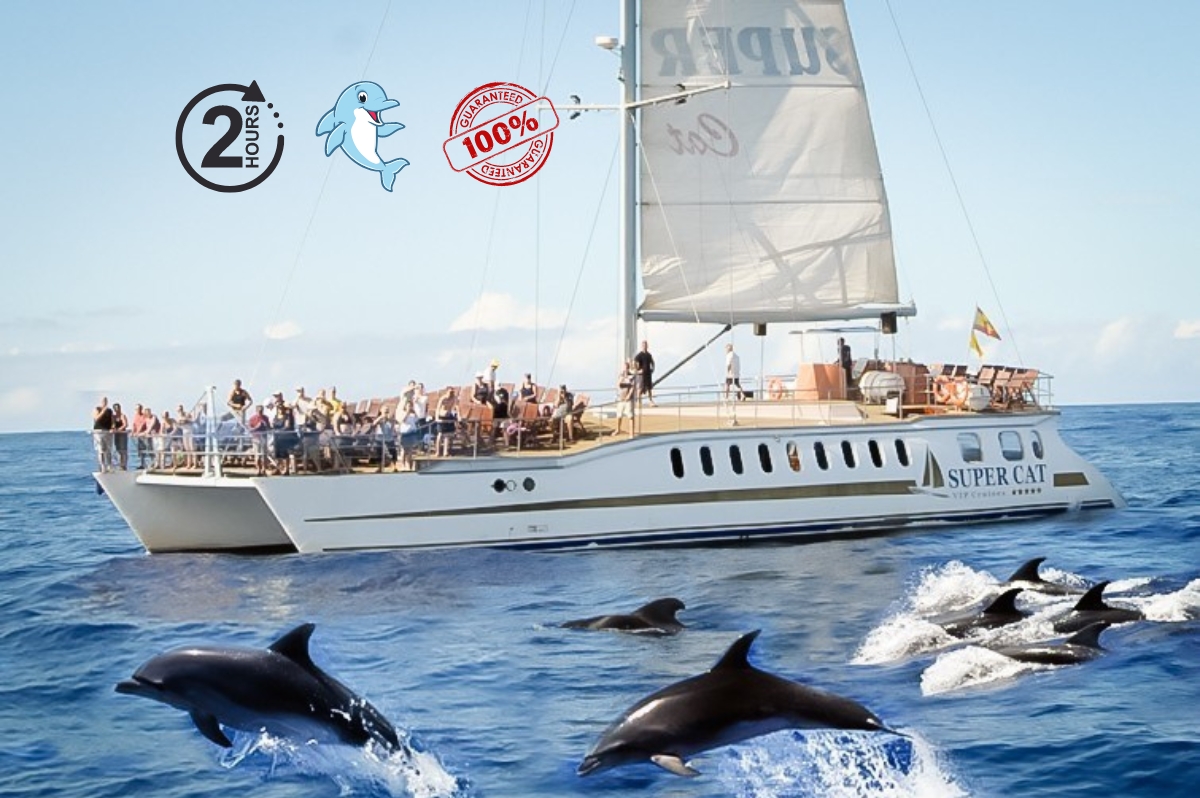 supercat boat trip dolphin see - 2h